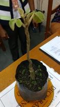 responsabilidade social foto 1